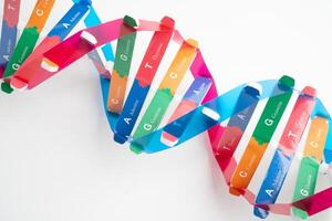 DNA or Deoxyribonucleic acid is a double helix chains structure formed by base pairs attached to sugar phosphate photo