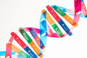 DNA or Deoxyribonucleic acid is a double helix chains structure formed by base pairs attached to a sugar backbone. photo