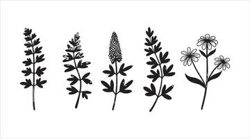 Hand-drawn herbs for spring and summer, sketch style of park lawns and meadows, featuring cartoonish flat botanical elements. vector