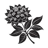 Elegant Black and White Illustration of a Lush Ginseng Plant with Berries, a Detailed Botanical Drawing, Evoking a Serene and Natural Mood vector