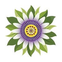 Vibrant Passion Flower Blossom in Full Bloom, Isolated on White Background, Serene and Detailed Illustration vector