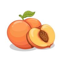 Fresh peach with slice vector