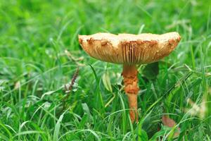 Single toadstool with green grass background photo