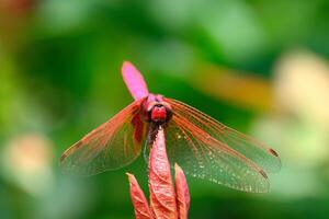 The red dragonfly holds on top of tree photo
