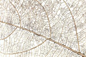 dry branch of leaf for pattern and background photo