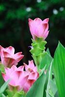 beautiful siam tulip for pattern photo