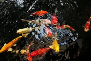fancy carp or mirror carp swim in the pool photo