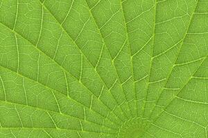 green leaf texture background for pattern and design photo