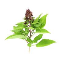 top of thyme leaves and seeds isolated on white photo