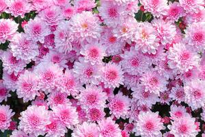 beautiful white and pink chrysanthemum for pattern and background. photo