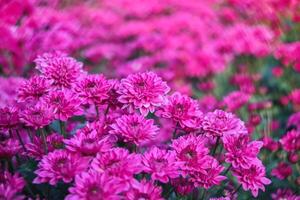 beautiful purple chrysanthemum on blur background. photo