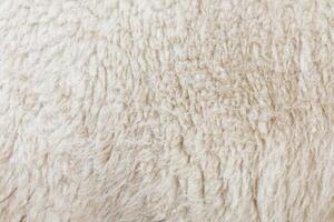 real white sheep wool texture for pattern and background. photo