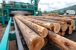 Logs entering wood processing machine in lumber mill photo