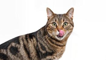 Striking Tabby Tomcat in Profile, Showcasing Vivid Pattern and Playful Expression as He Licks His Mouth and Nose, Displaying Feline Grace Amidst a Cozy Home Setting photo