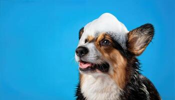 Playful Corgi in a Bubbly Blue Bathtime Bliss, Delighting Viewers with Energetic Joy and Adorable Antics. photo