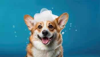 Playful Corgi Enjoying a Foamy Bath on Blue Backdrop, Radiant Spirits and Bubbly Fun in this Charming Scene. photo