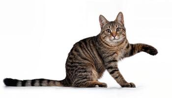 Tabby Tabby Taboo The Handsome House Cat in a DanceLike Pose with his Amber Eyes Sparkling under the Soft Light of the Room, Showcasing a Perfect Mix of Playfulness and Serenity. photo
