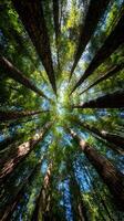 Looking Up Through the Forest Canopy photo