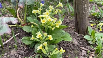 daffodils in the flowerbed bloom in spring, white flowers with a yellow center photo