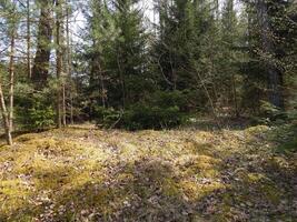 Pines and firs in a sunlit forest clearing photo