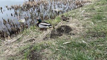 A duck is standing on the grass next to a pond photo