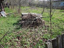 A pile of dry firewood lies on the green grass in the garden in summer photo