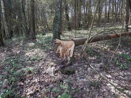 A tree in the forest was broken by the wind. The tree trunk and texture of the tree are visible. photo