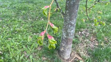 A tree with green leaves and pink buds photo