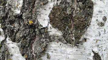 A close up of the bark of a birch tree photo