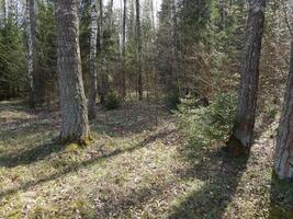 Birches, maples, alders in the forest on a sunny morning, photo without processing