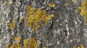 Oak bark with yellow growths, mold mushrooms, close-up, textured photo