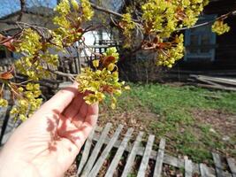 Black chokeberry blooms with yellow flowers, in a person's hand. In the background is a broken fence and old houses photo