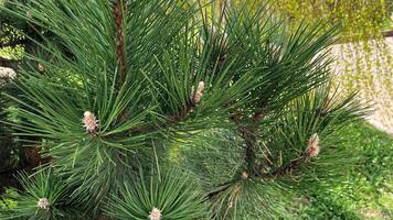 Spruce branch close-up, fir tree needles and young brown spruce cones photo