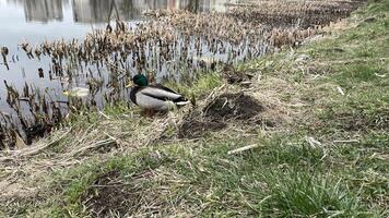 A duck is standing on the edge of a lake photo