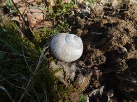 White shell close-up. photo