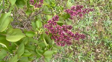 small purple balls of young lilac blossom in early spring on tree, green leaves, fresh vegetation photo