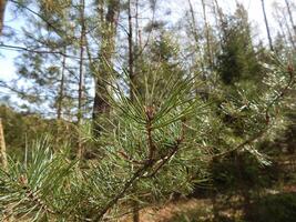 Spruce branch pine close-up in spring forest. photo