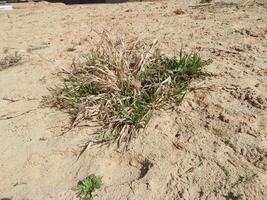 A small plant growing in the sand photo