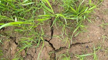 A crack in the ground with grass growing in it photo