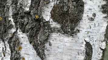 Birch bark with yellow growths, mold mushrooms, close-up, textured, desktop background photo