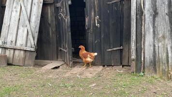 A chicken standing in front of a barn door photo