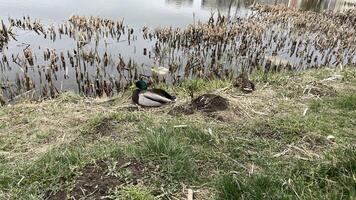 A duck is sitting on the grass next to a pond photo