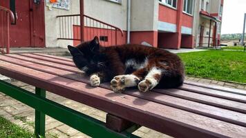 Black cat with white belly and paws resting on pink bench in yard of house photo