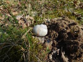 A slug in a white shell lies in the ground. Spring park photo