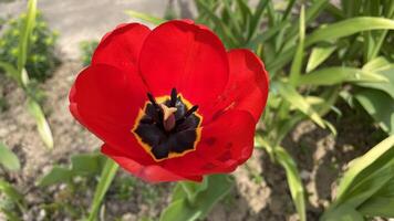 Red tulip blooming on a flowerbed with green plants close up photo