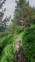 First person view walks in summer forest in video