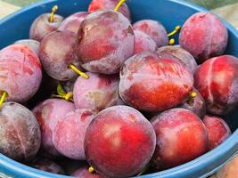 Blue ripe plums in a bucket photo