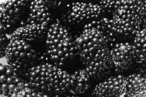 Close up of shiny, freshly picked blackberries photo