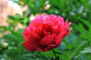 Red Peony albiflora x Paeonia officinalis 'Red Charm' in the garden photo