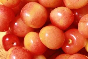 A pile of rainier cherries are organically grown blend of Bing and Van cherries. photo